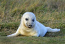 Grey Seal Pup. 1